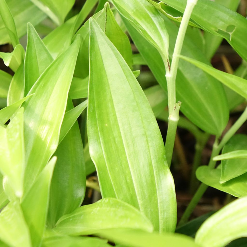 Disporum sessile - Cloche des fées du Japon