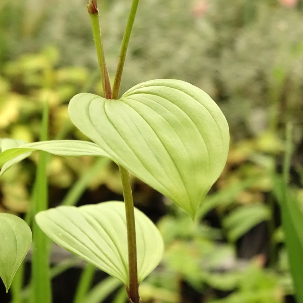 Disporum uniflorum - Cloche des fées de Corée
