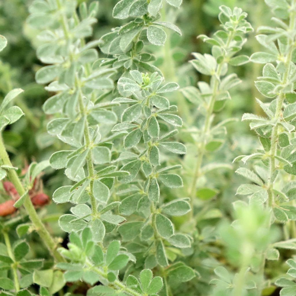 Dorycnium hirsutum Frejorgues