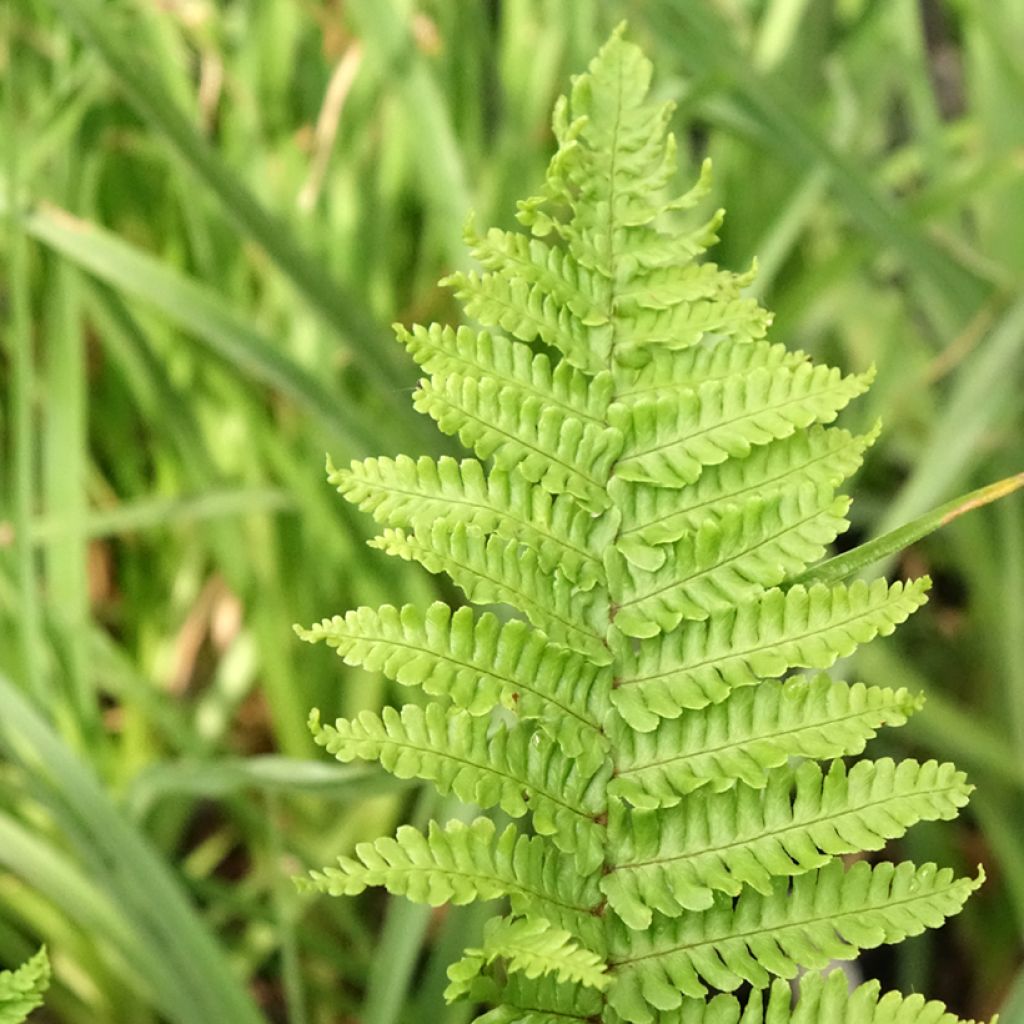Dryopteris affinis Crispa - Fausse Fougère mâle naine