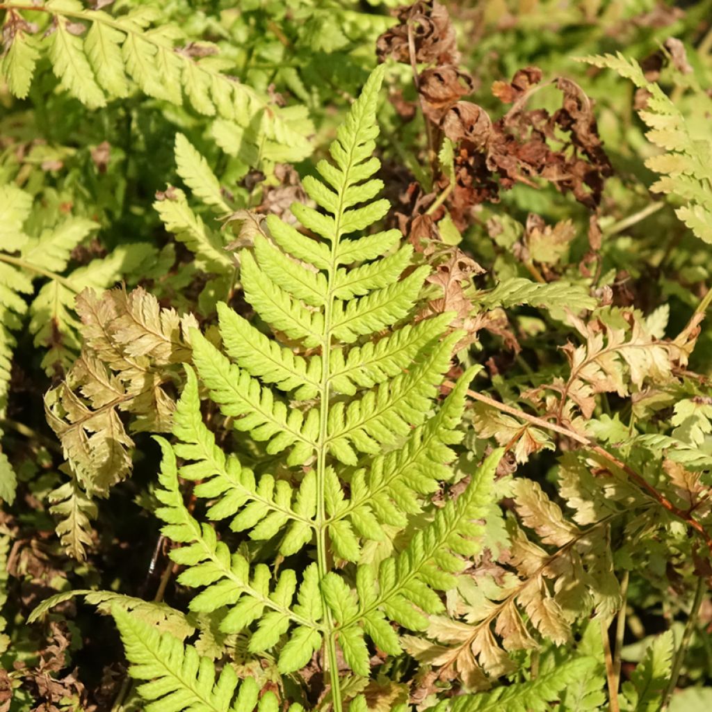 Dryopteris dilatata Crispa Whiteside - Fougère