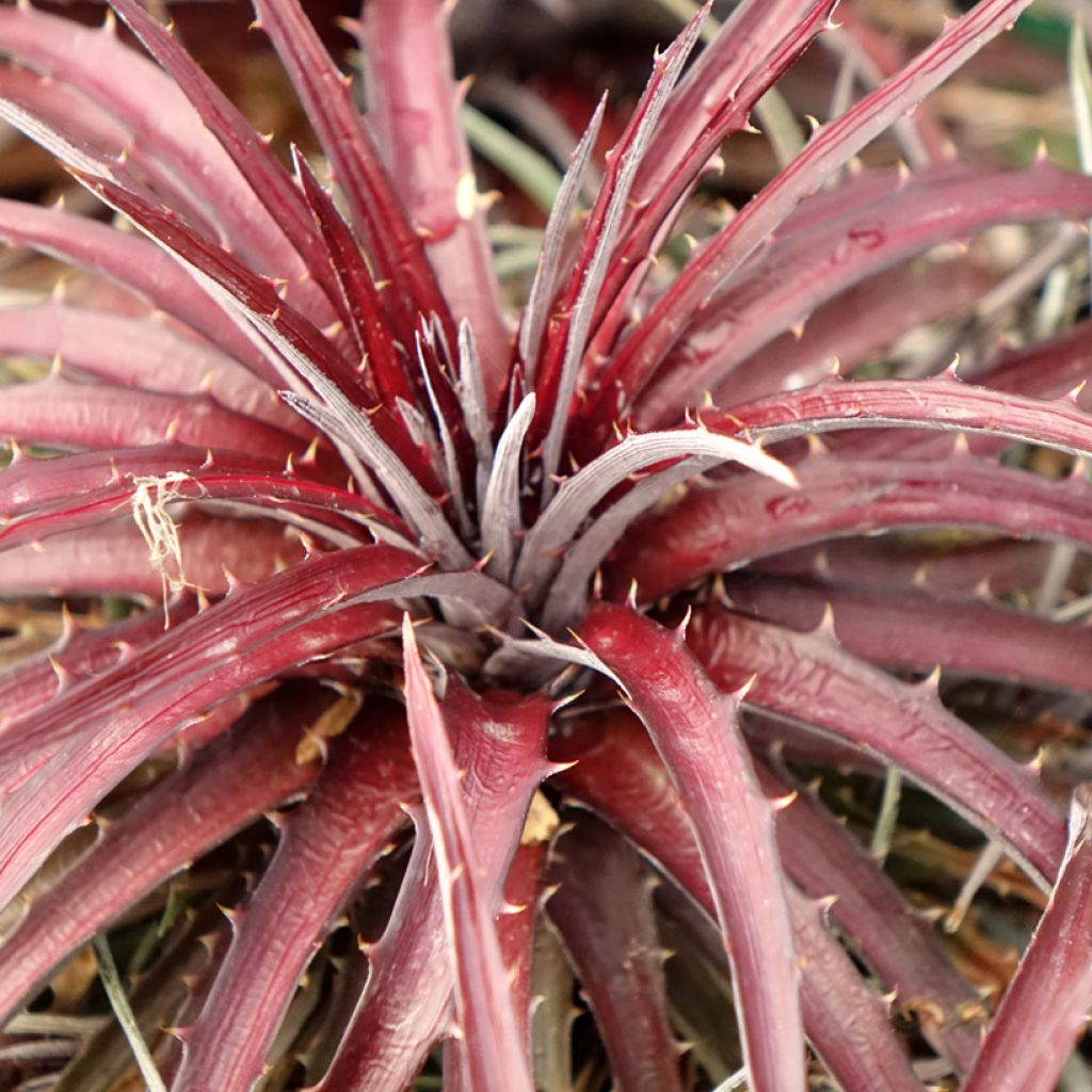 Dyckia Burgundy Ice - Broméliacée