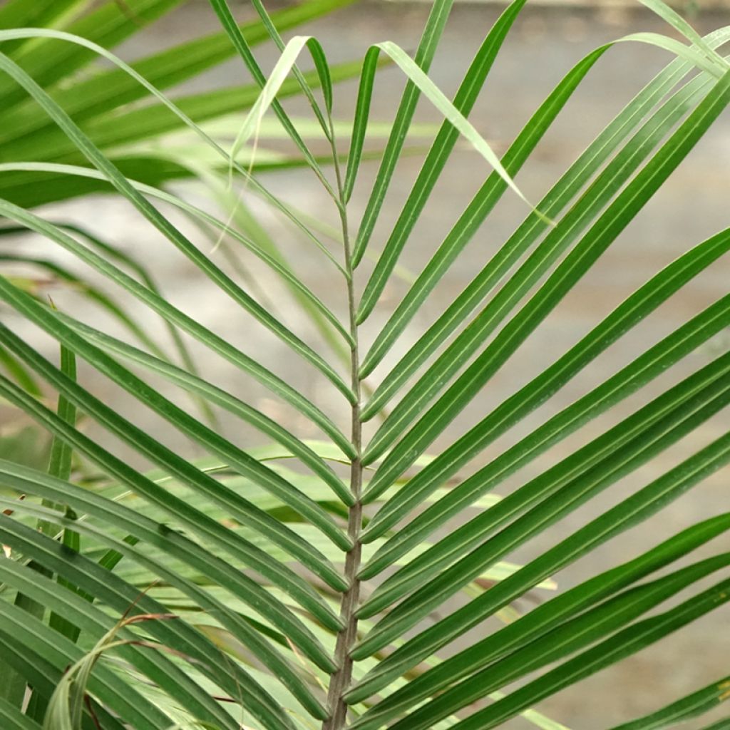 Dypsis decaryi - Palmier triangle
