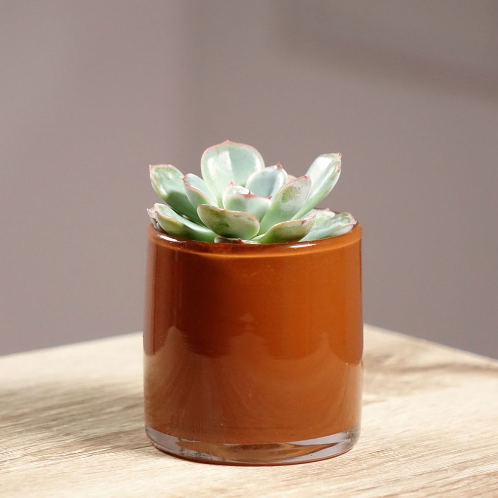 Echeveria Parva