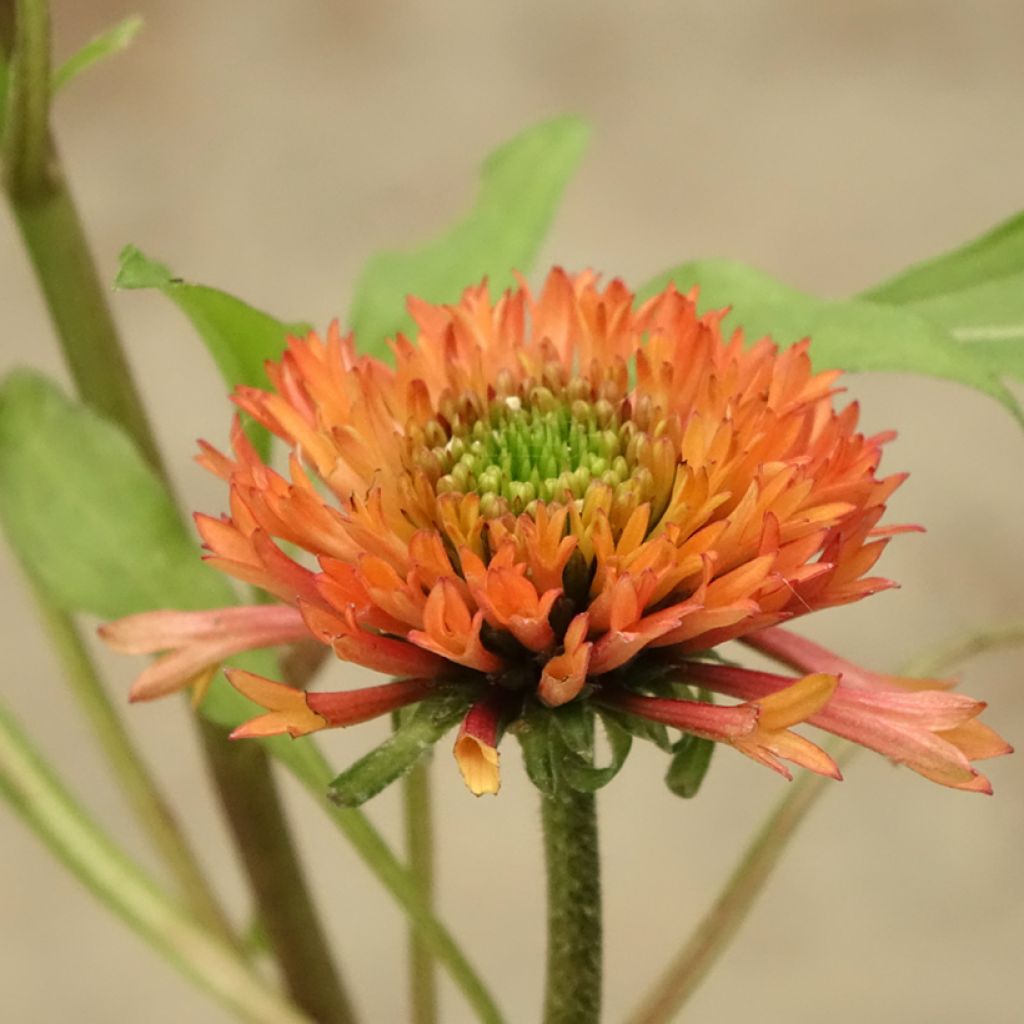 Echinacea purpurea Irresistible - Echinacée