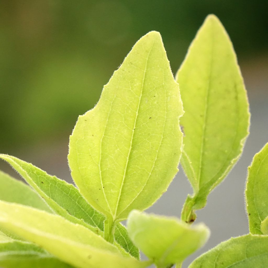 Echinacea SunSeekers Apple Green - Echinacée