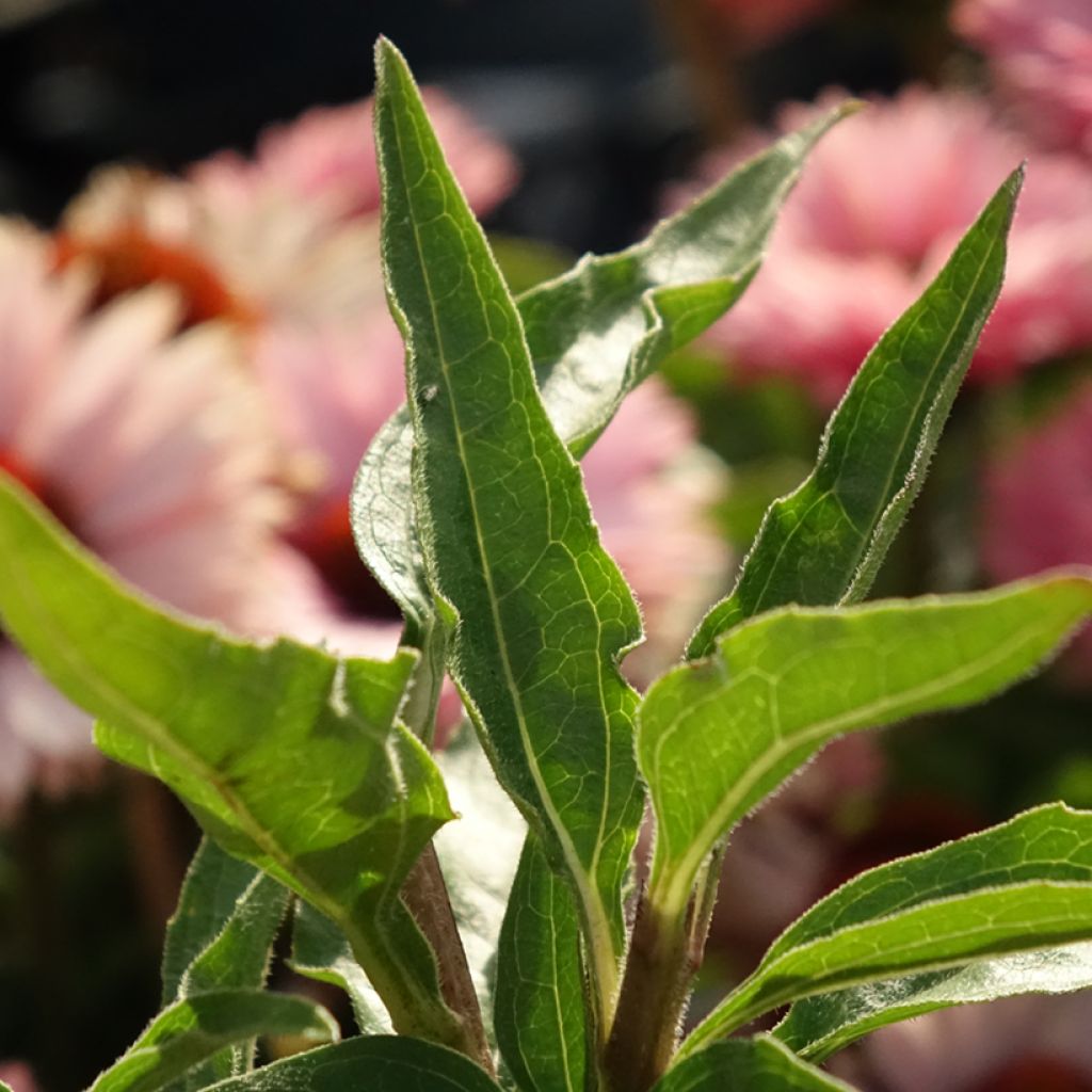 Echinacea SunSeekers Salmon - Echinacée
