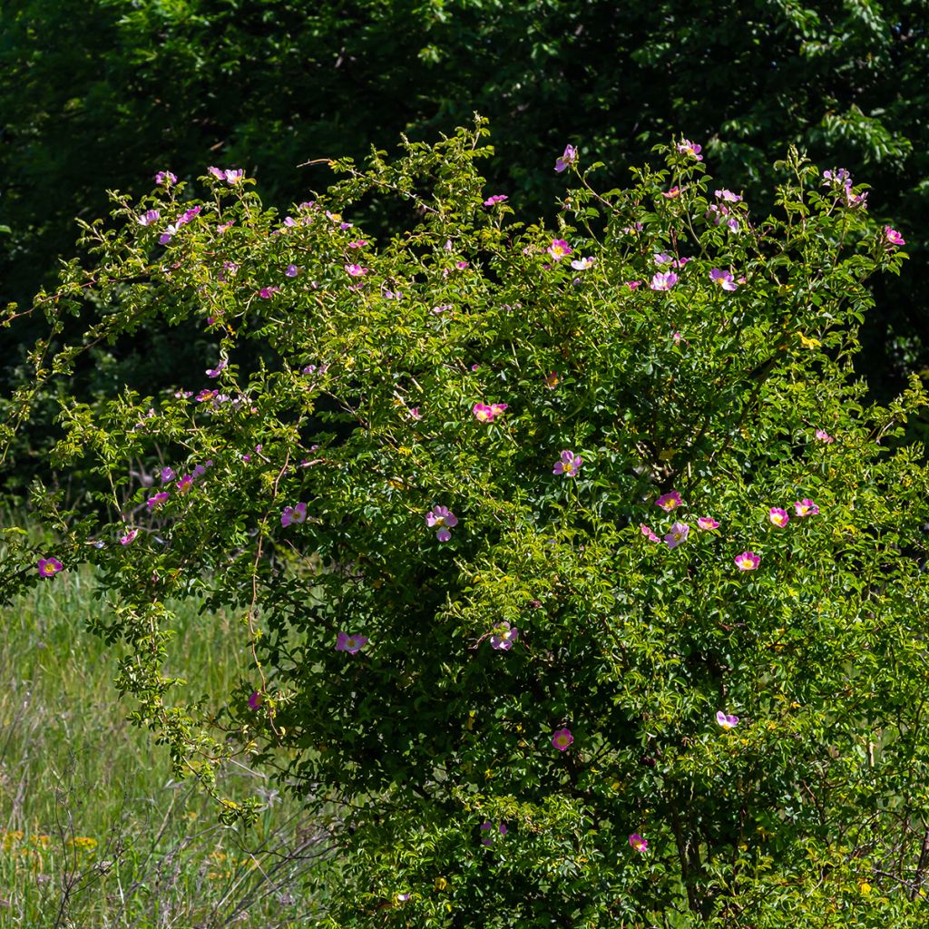 Églantier - Rosa canina