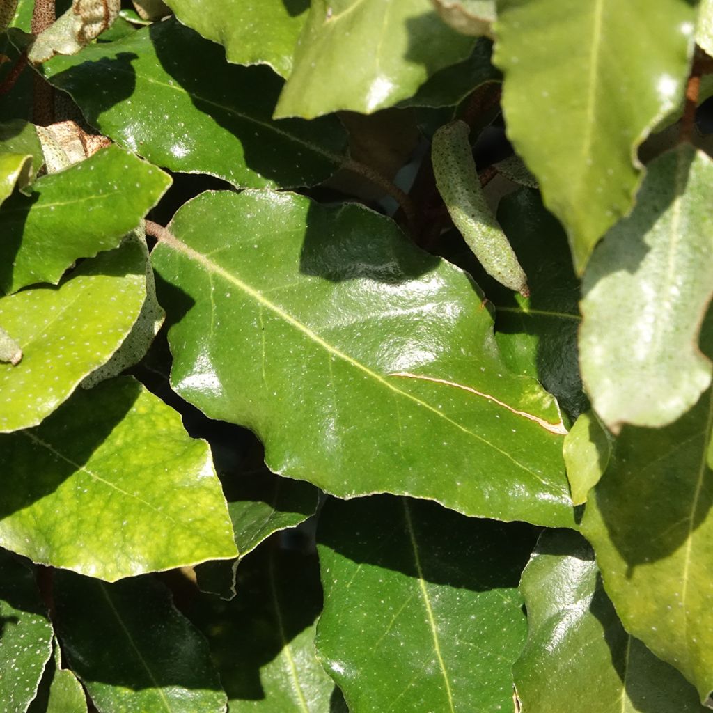 Elaeagnus ebbingei Crispy - Chalef
