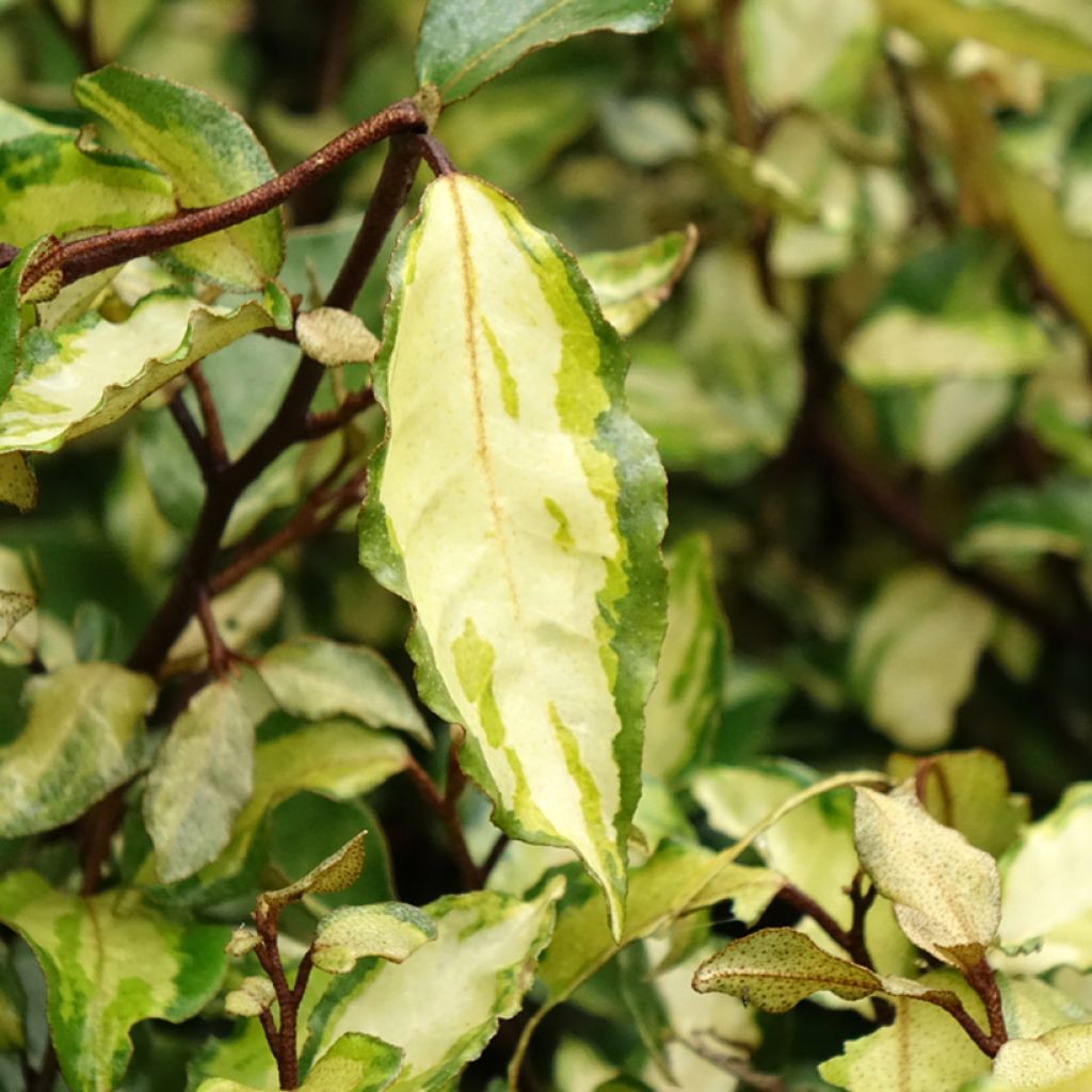 Elaeagnus ebbingei Maryline (abrela) - Chalef panaché