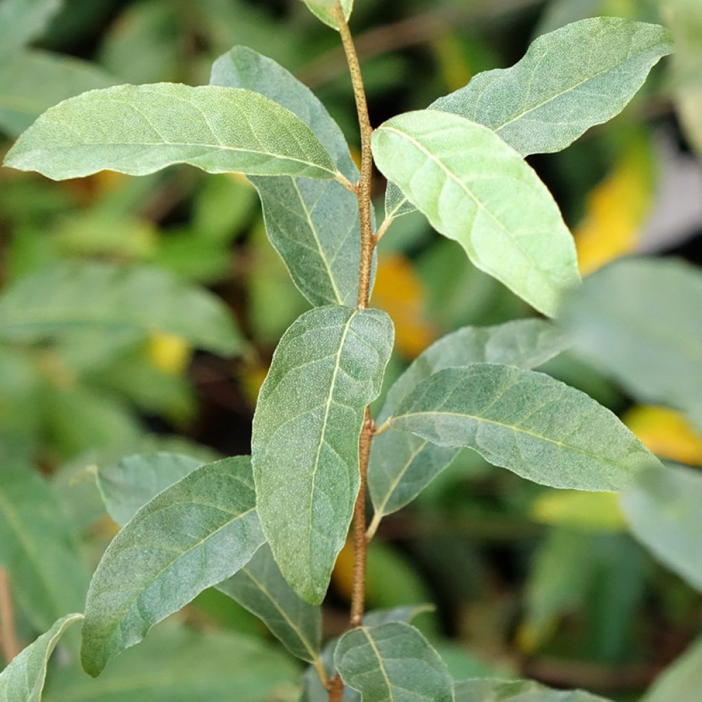 Elaeagnus umbellata Amoroso - Chalef en ombelles