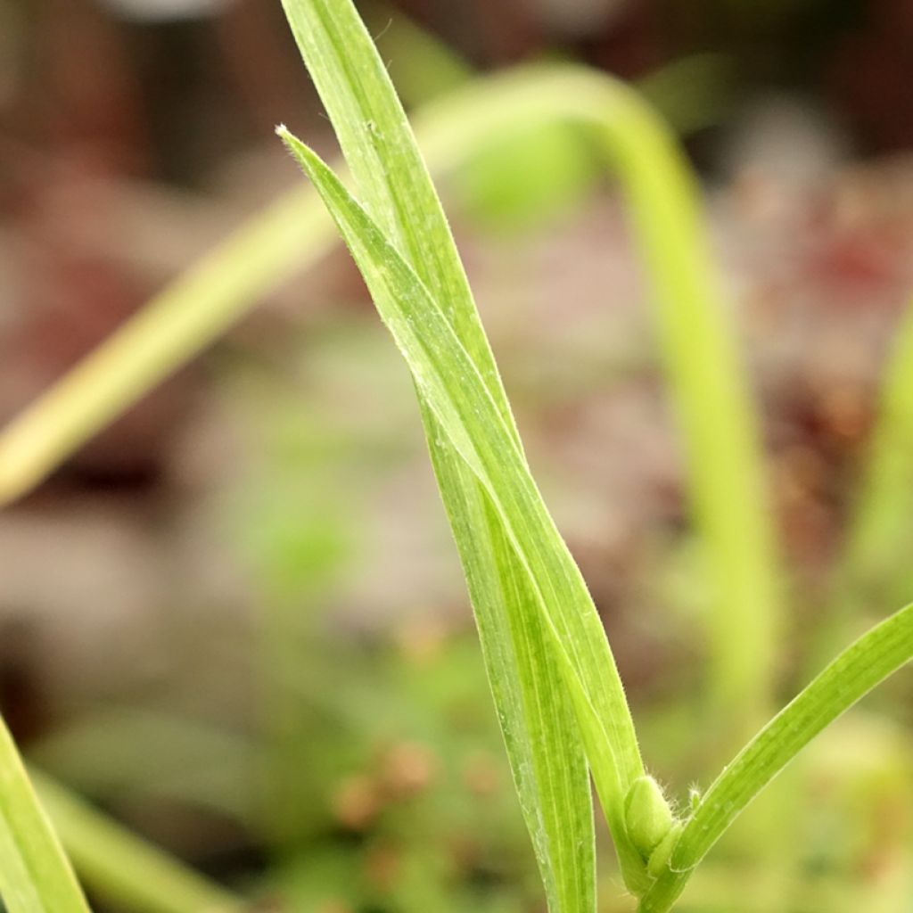 Ephémère de Virginie - Tradescantia andersoniana Bilberry Ice