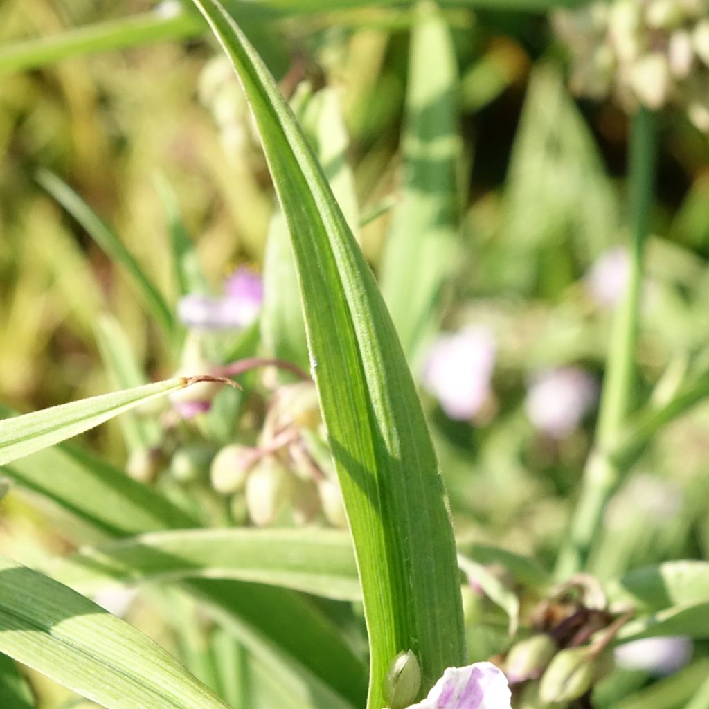 Ephémère de Virginie - Tradescantia andersoniana Pink Chablis