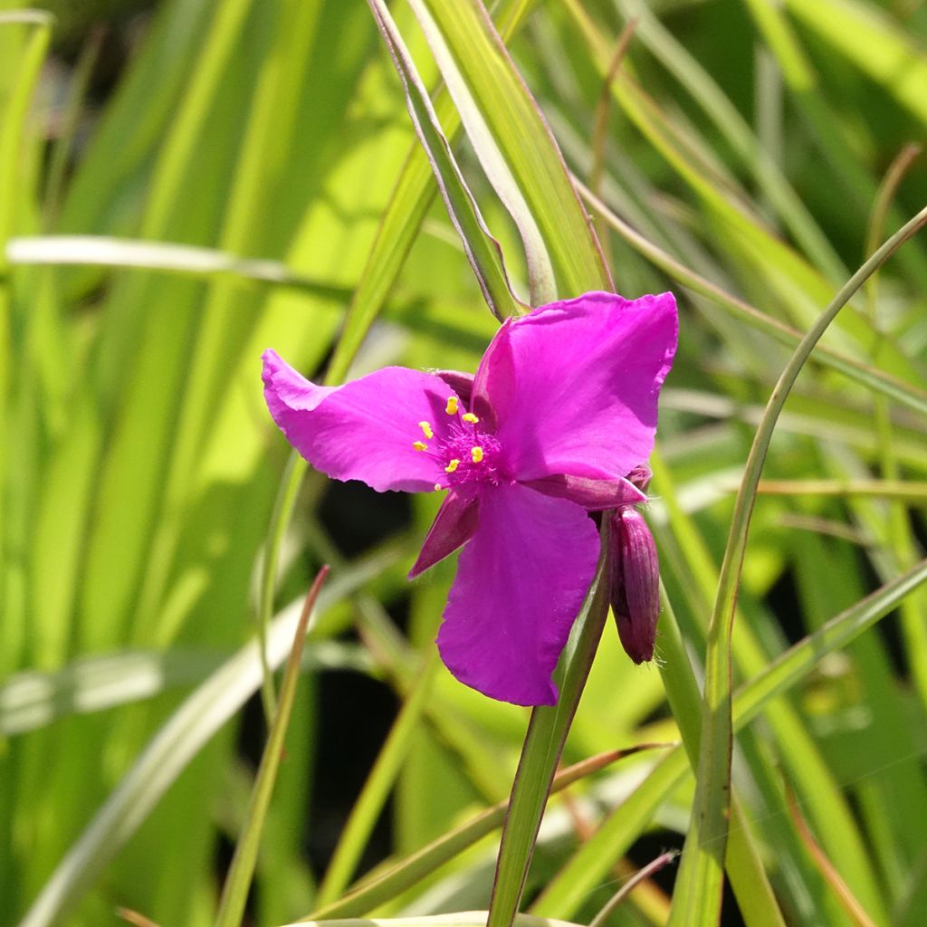 Ephémère de Virginie - Tradescantia andersoniana Red Grape
