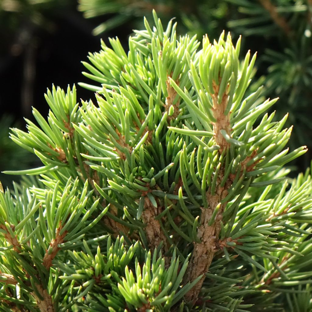 Épicéa commun nain - Picea abies Tompa
