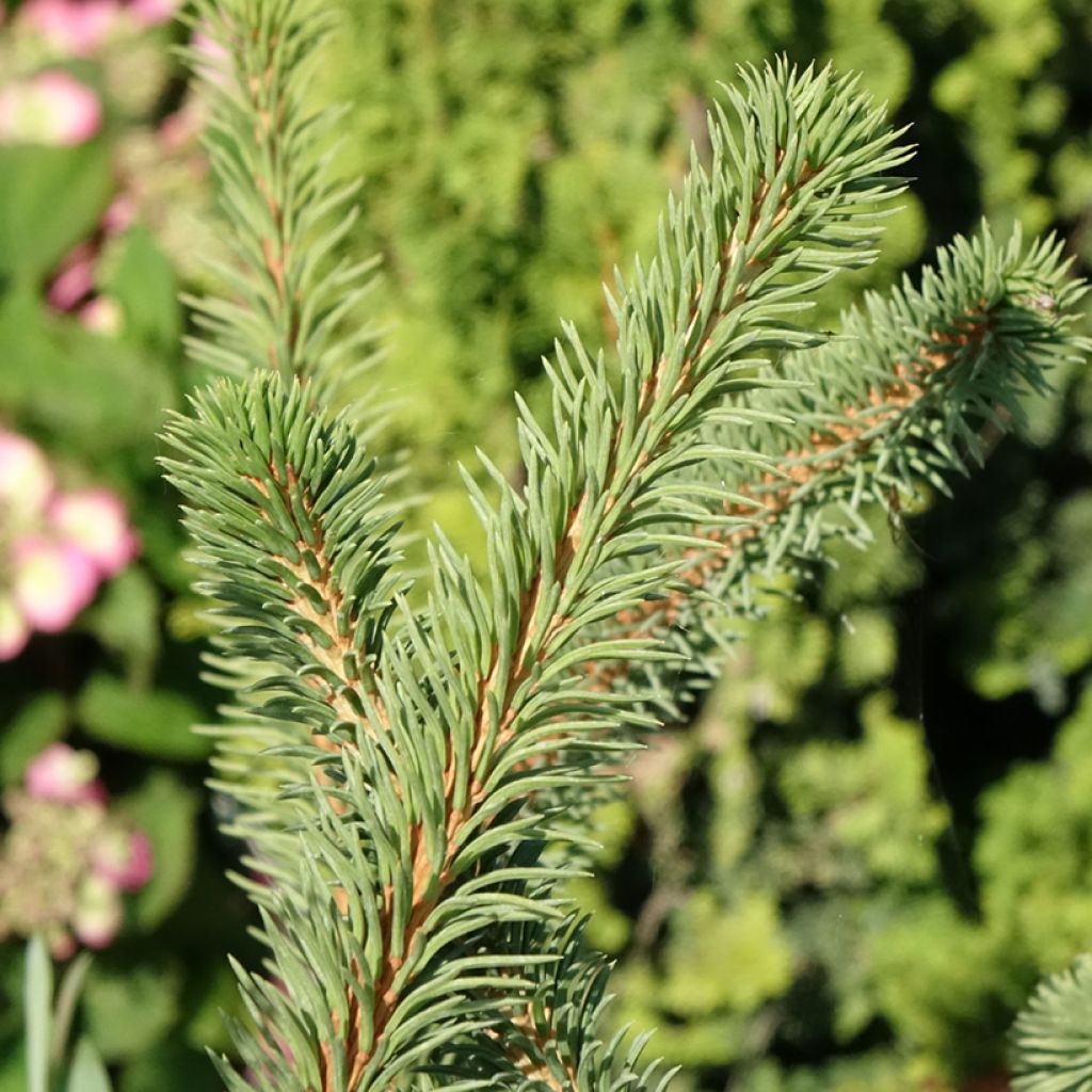 Epicéa commun - Picea abies Cranstonii