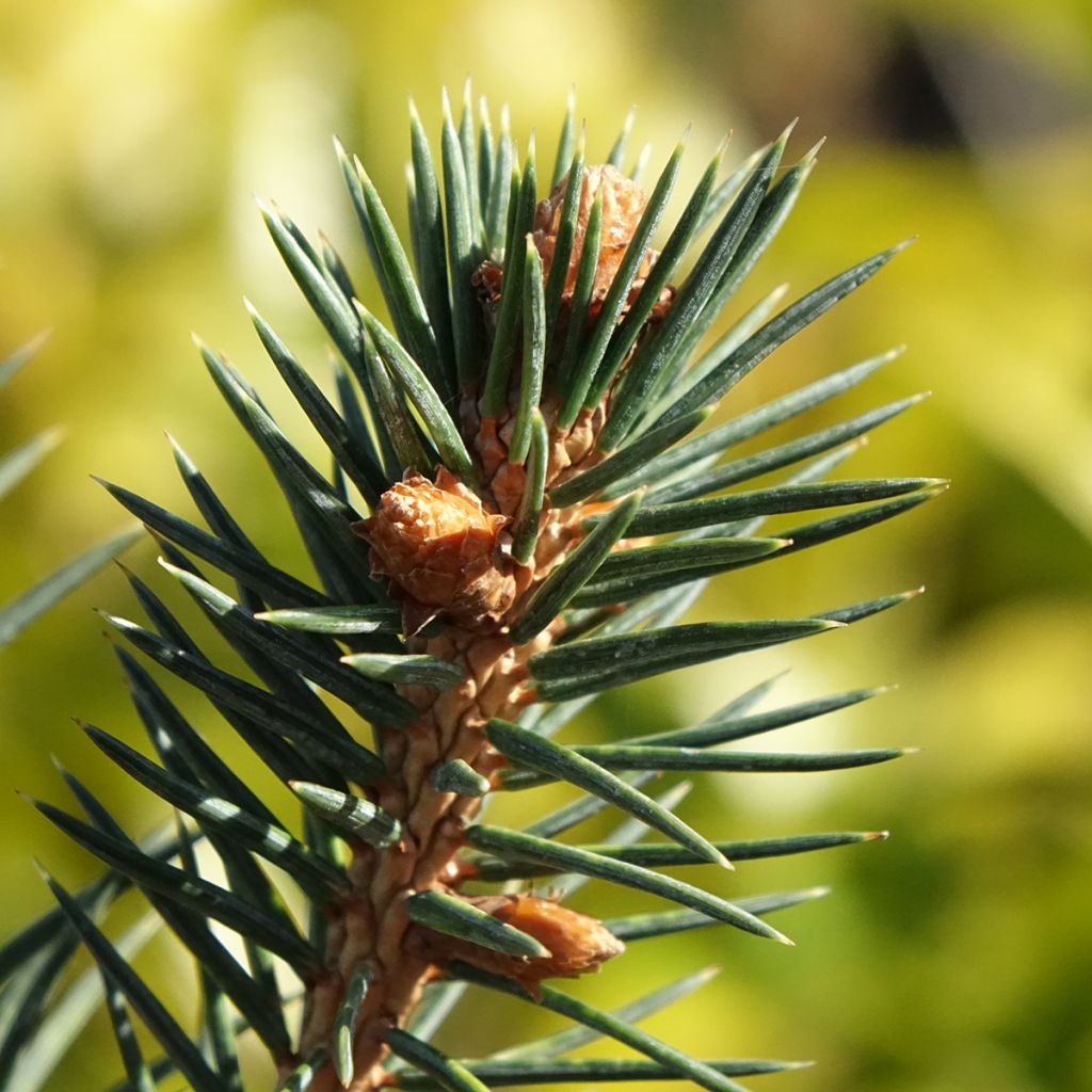 Épicéa de Chihuahua - Picea chihuahuana