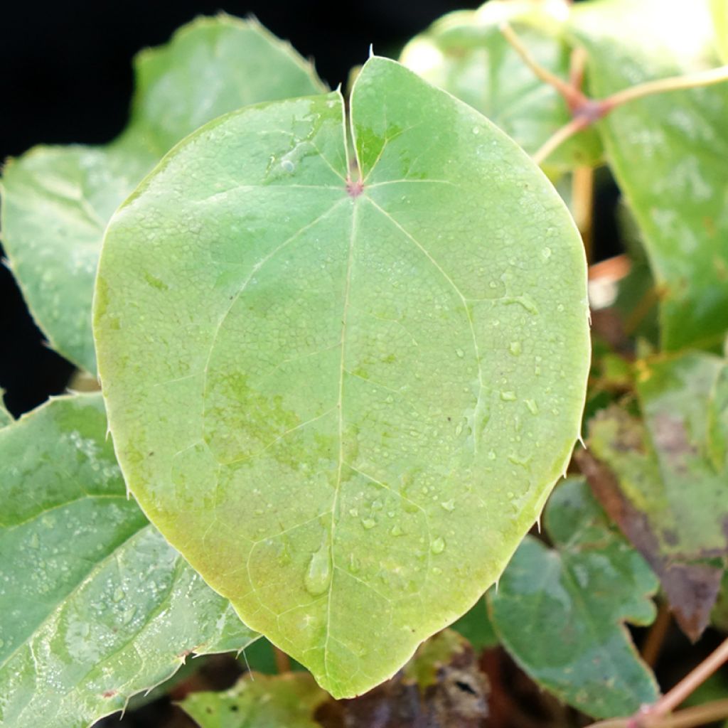 Epimedium hybride Pretty in Pink - Fleur des Elfes