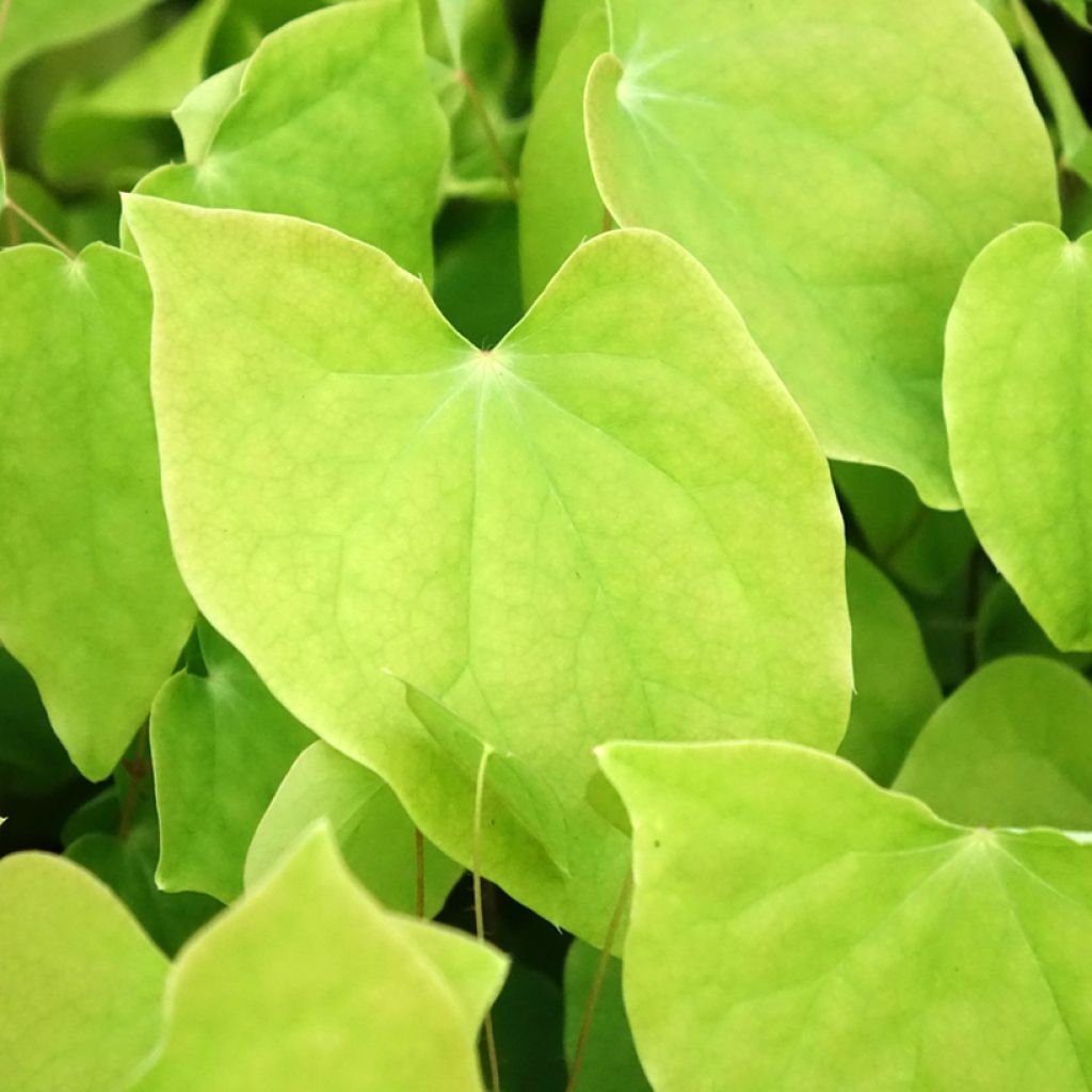 Epimedium youngianum Roseum - Fleur des elfes