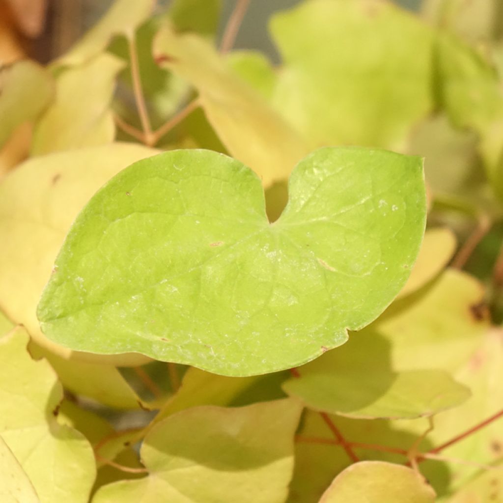 Epimedium youngianum Yenomoto, Fleur des elfes