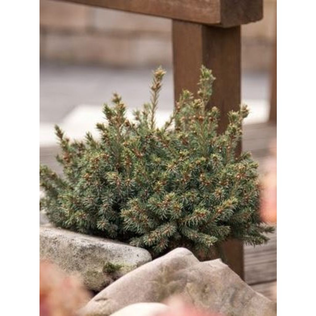Epinette blanche - Picea glauca Echiniformis                      