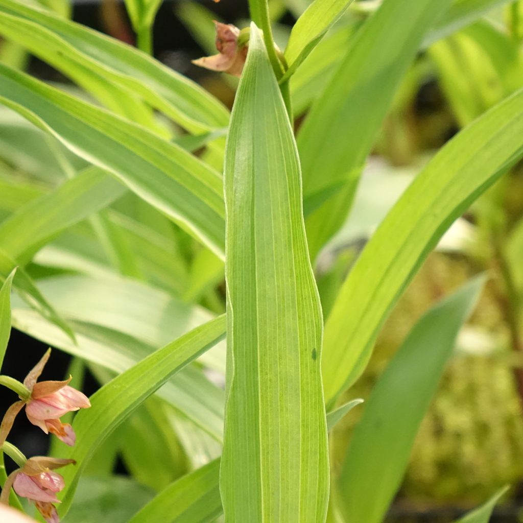 Epipactis Sabine - Orchidée de jardin