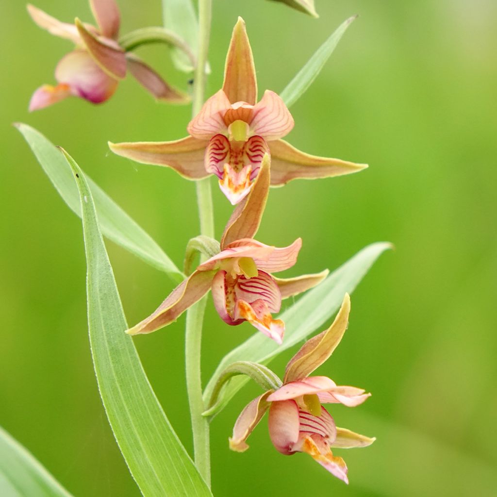 Epipactis Sabine - Orchidée de jardin