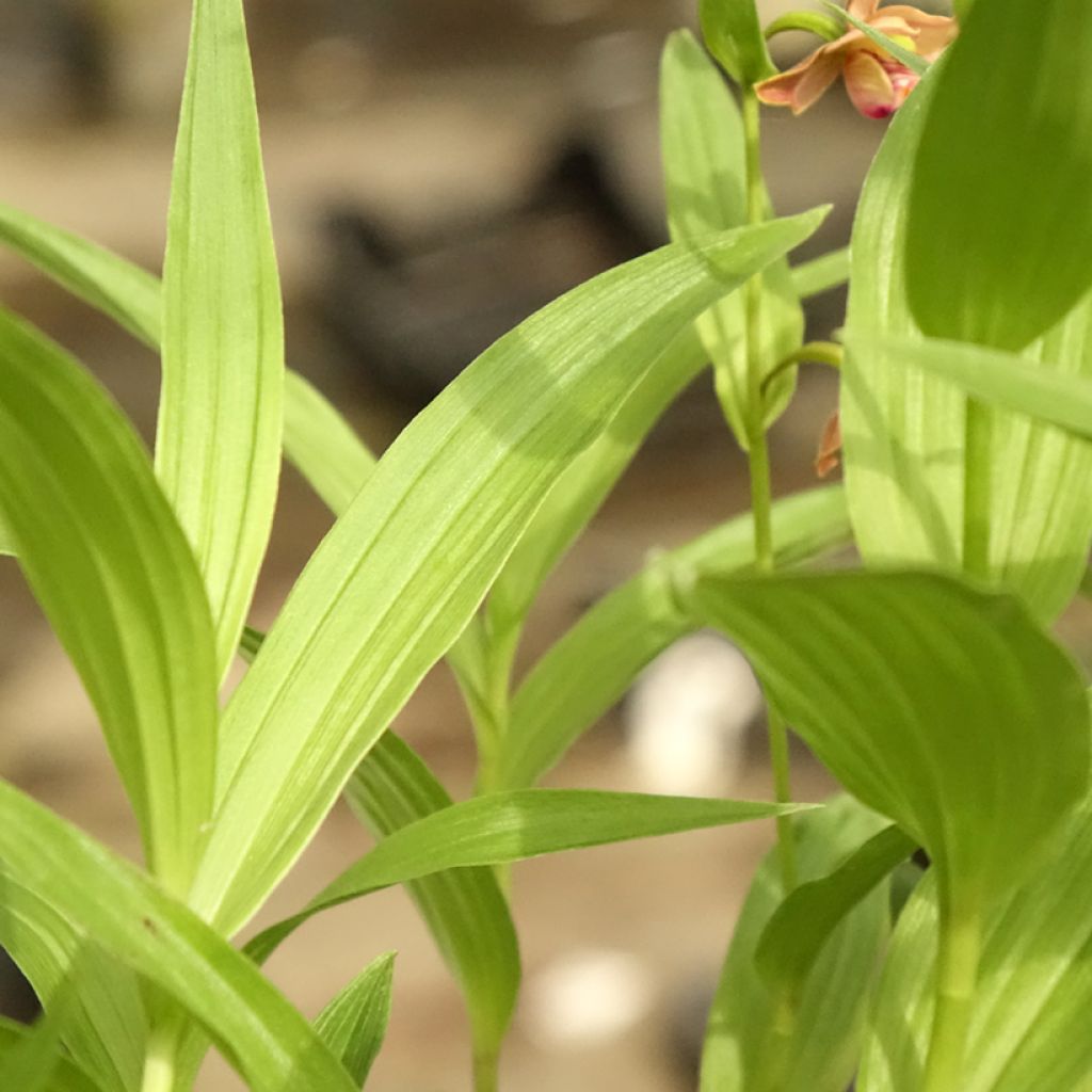 Epipactis thunbergii x gigantea - Orchidée de jardin