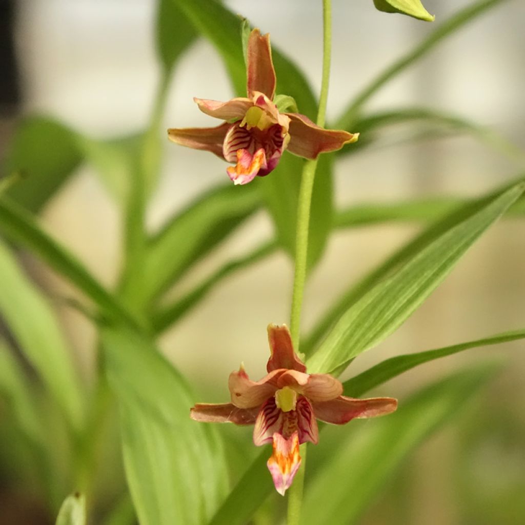 Epipactis thunbergii x gigantea - Orchidée de jardin