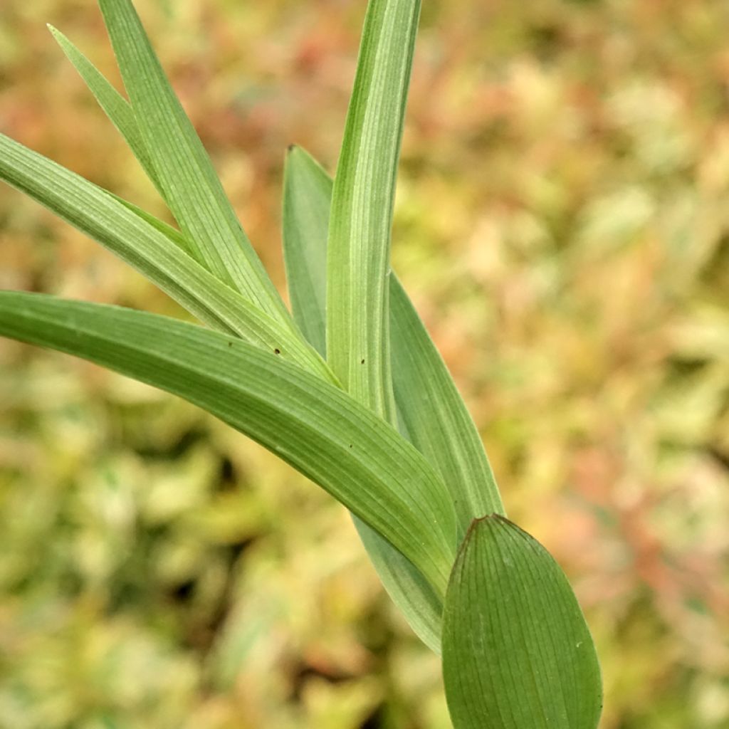 Epipactis veratrifolia - Orchidée de jardin