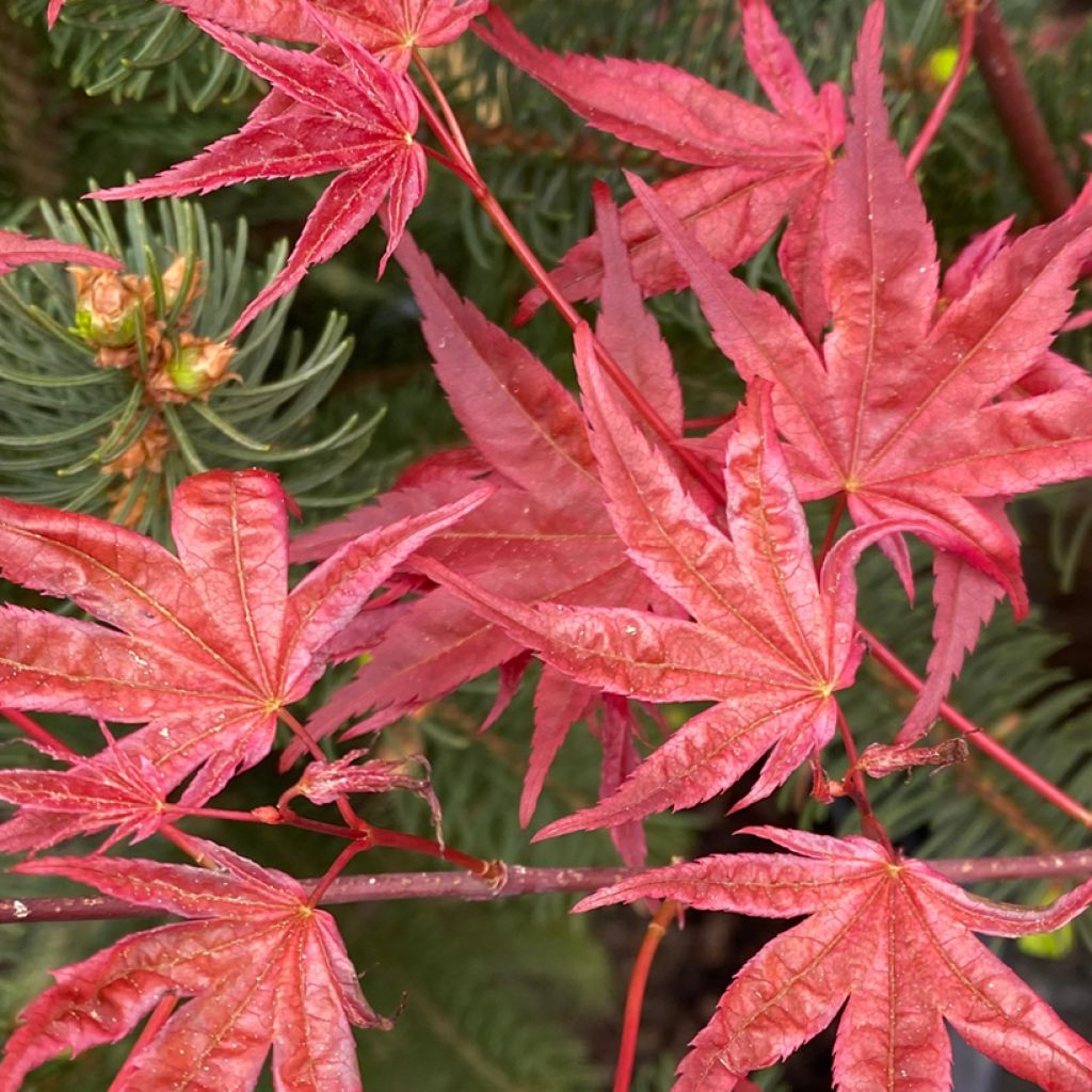 Érable du Japon - Acer palmatum Deshojo