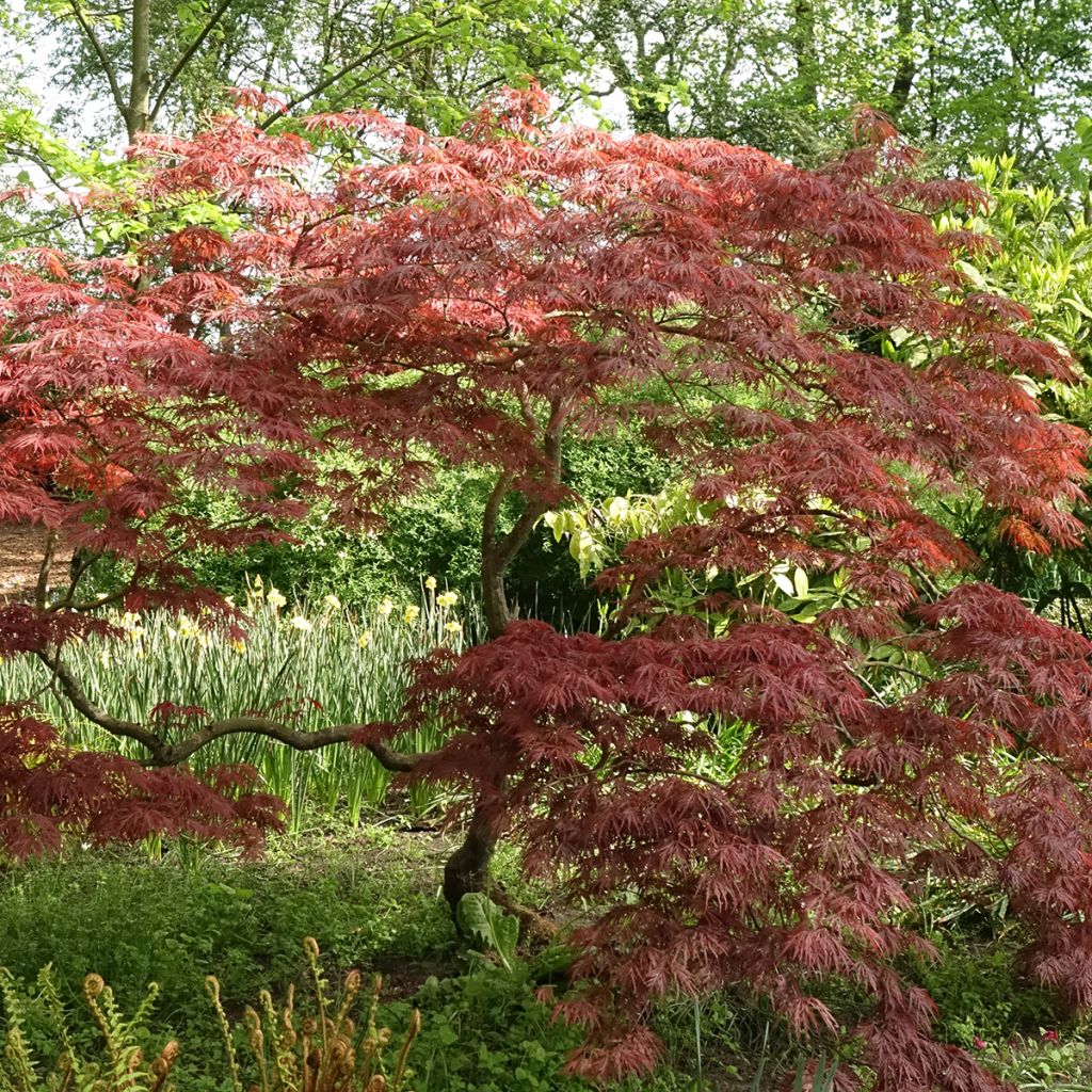 Érable du Japon - Acer palmatum Dissectum Garnet
