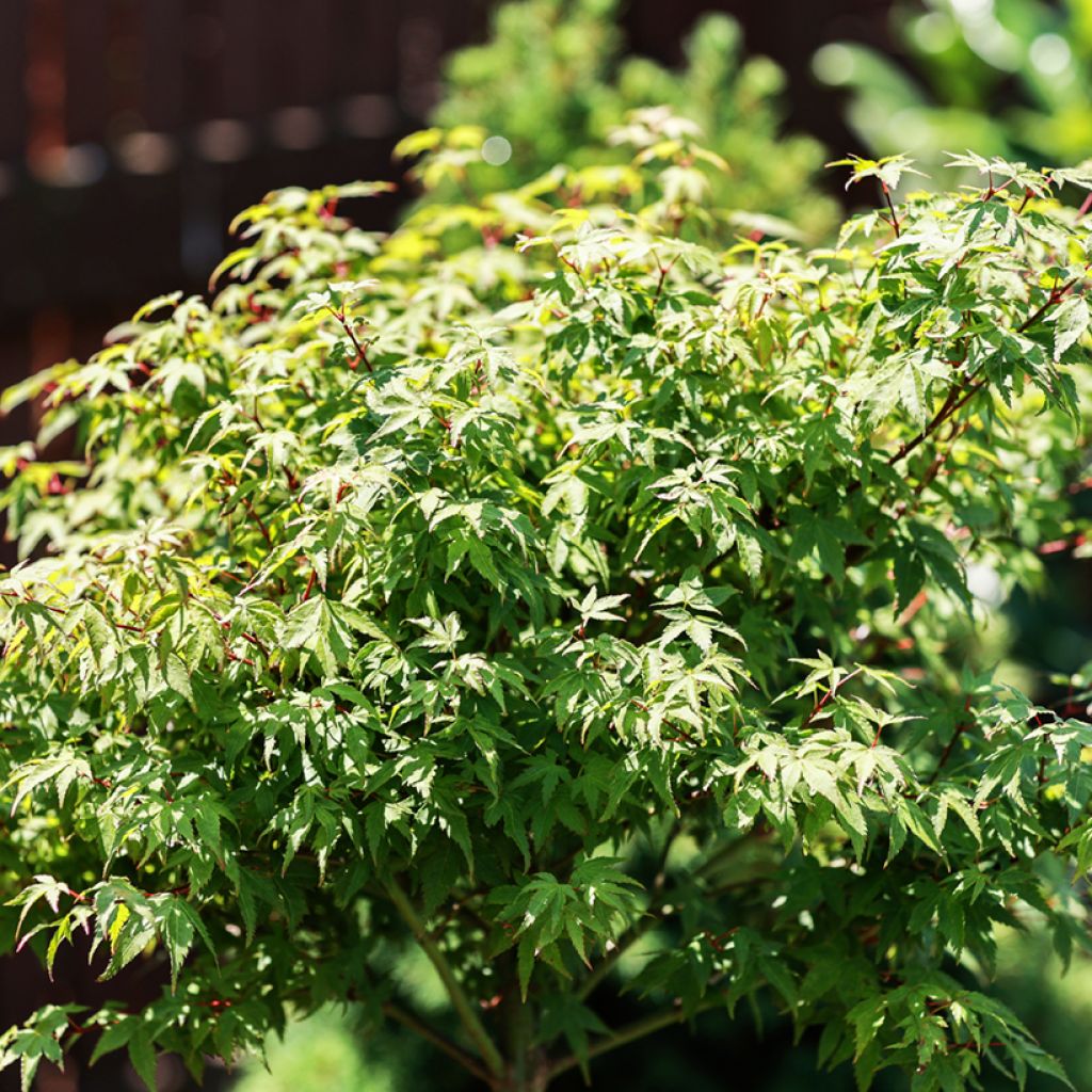 Érable du Japon - Acer palmatum Little Princess
