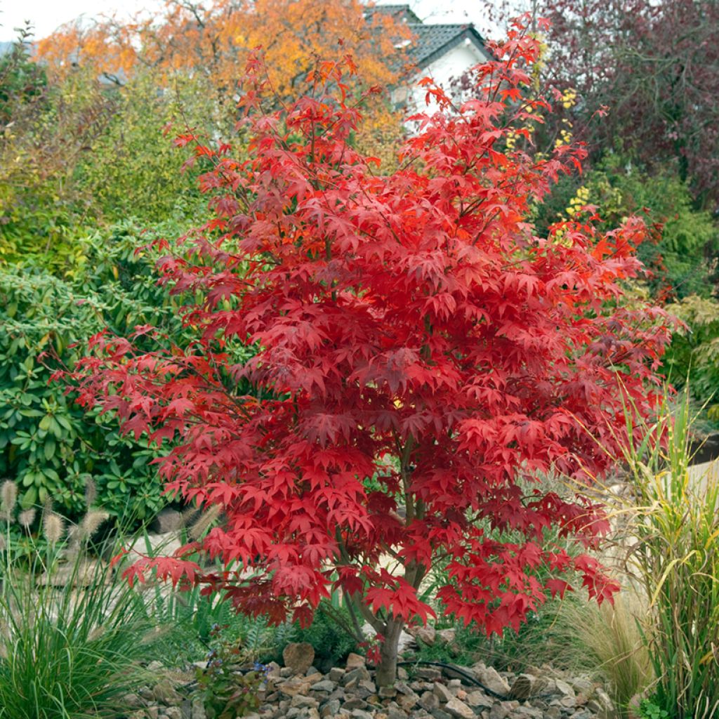 Érable du Japon - Acer palmatum Osakazuki