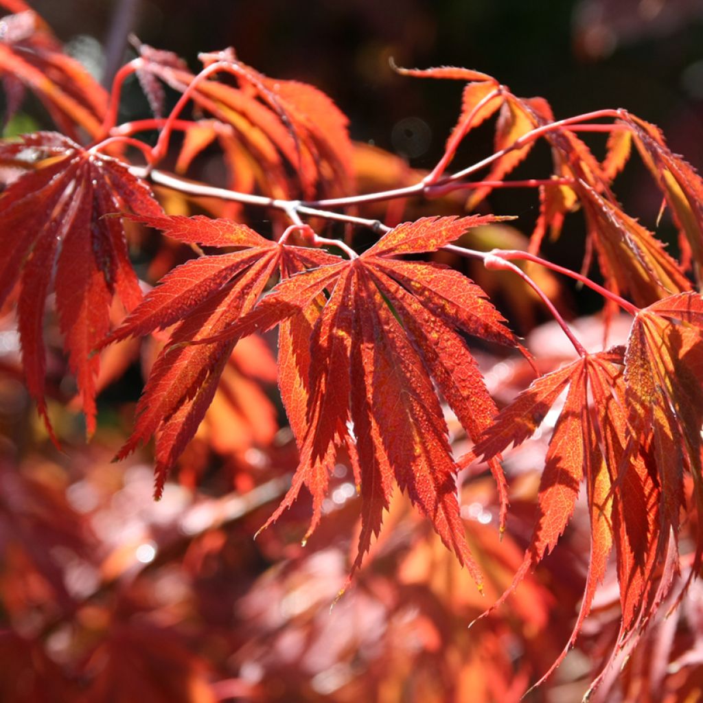 Érable du Japon - Acer palmatum Trompenburg