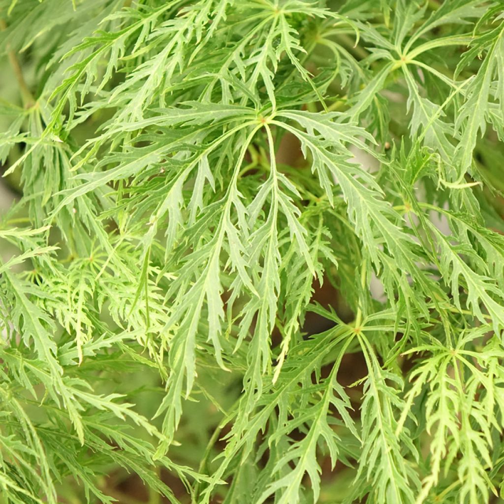 Érable du Japon - Acer palmatum Dissectum