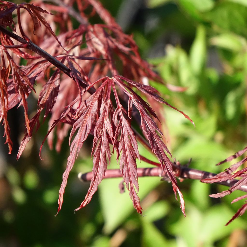 Érable du Japon - Acer palmatum Dissectum Firecracker