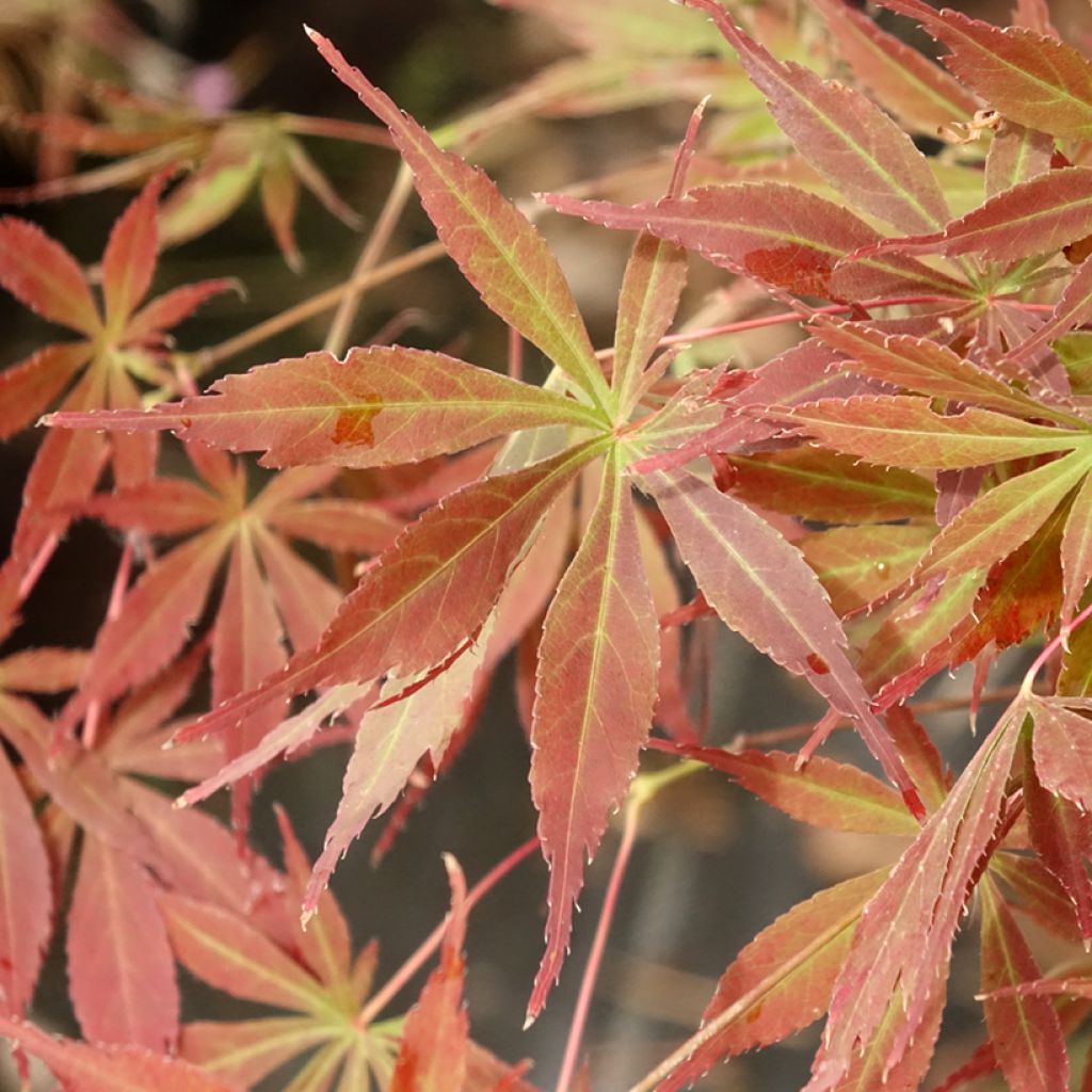 Érable du Japon - Acer palmatum Little Princess