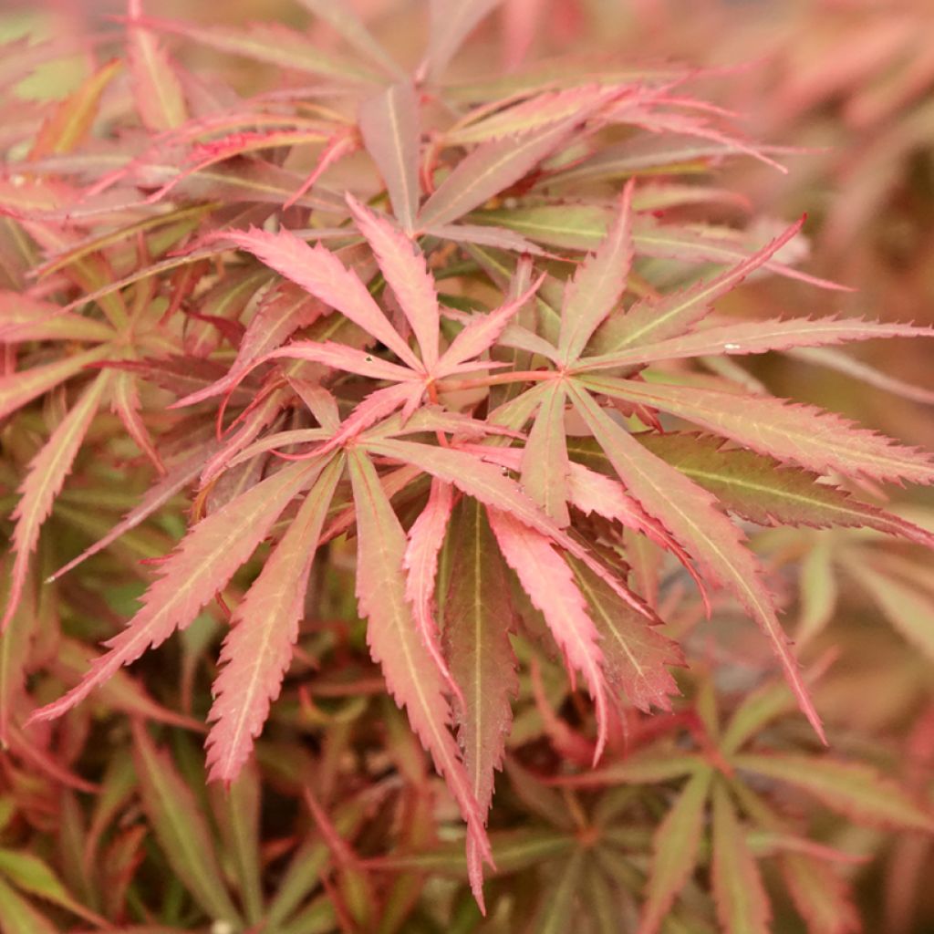 Érable du Japon Jerre Schwartz - Acer palmatum