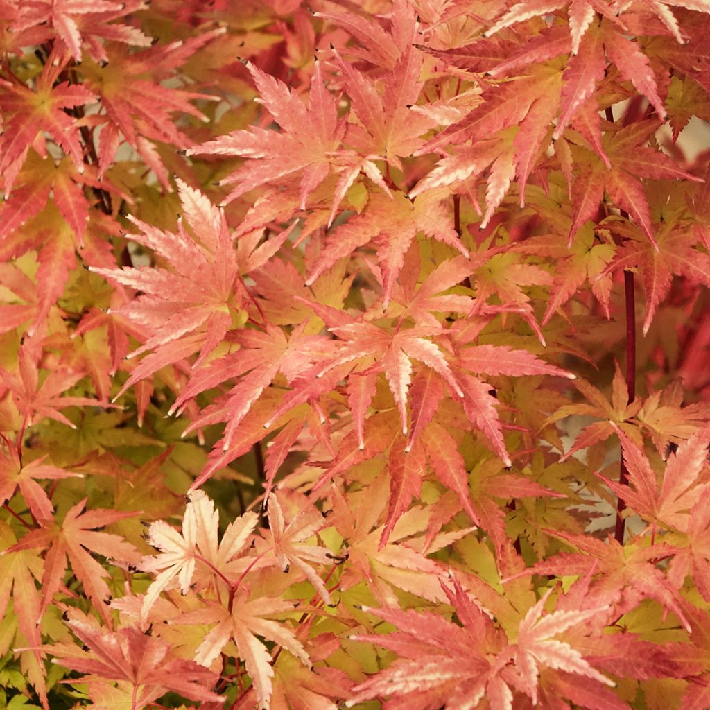 Erable du Japon Red Wood greffé