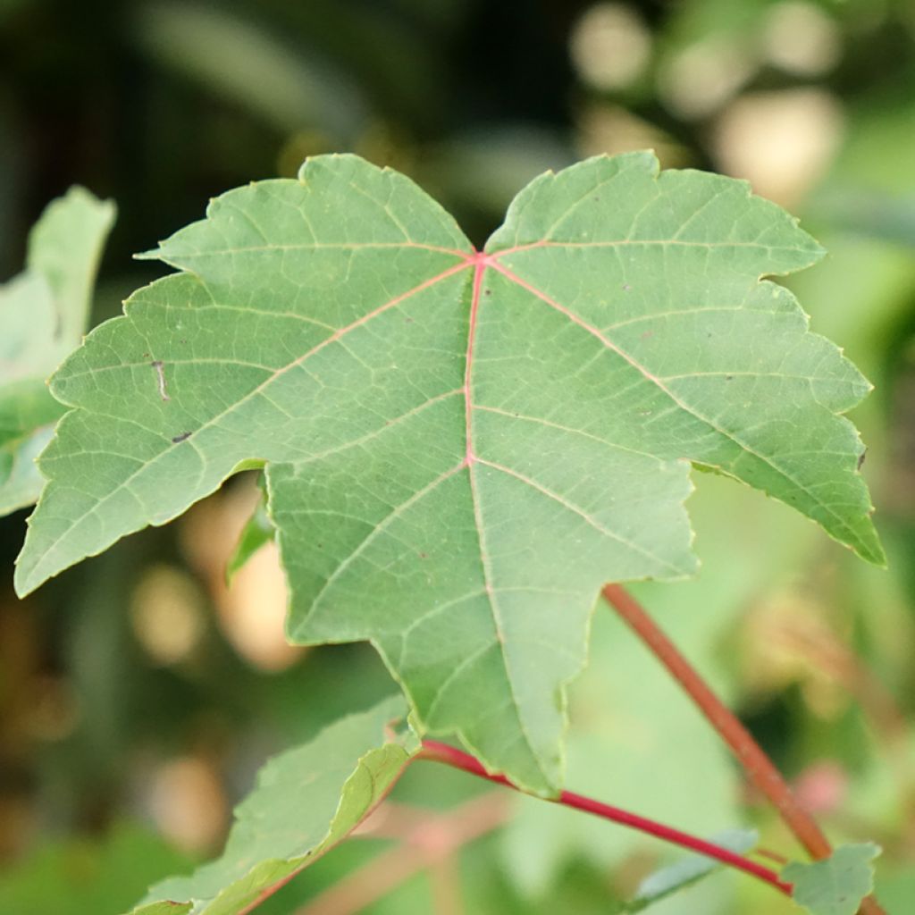 Érable rouge - Acer rubrum