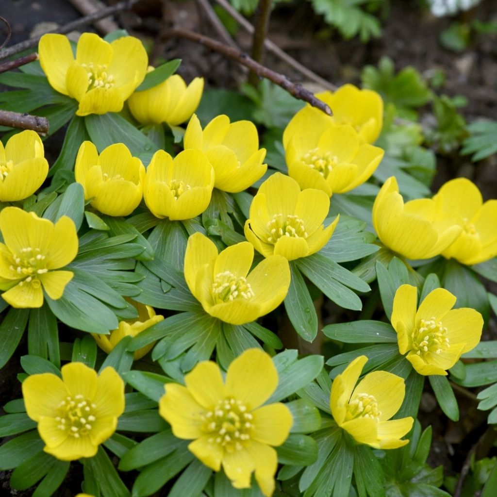 Eranthis hyemalis - Helléborine