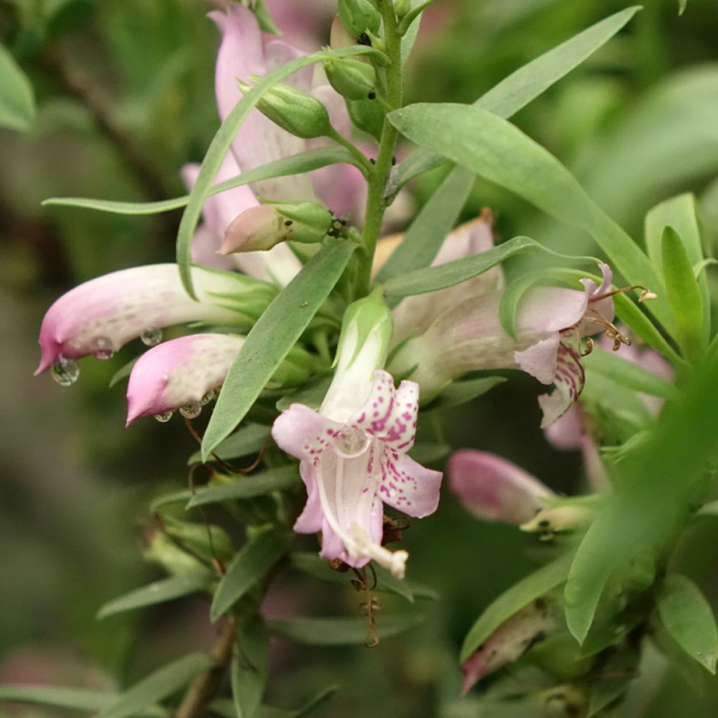 Eremophila laanii - Erémophile