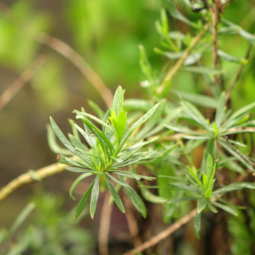 Eremophila maculata Aurea - Eremophile tacheté