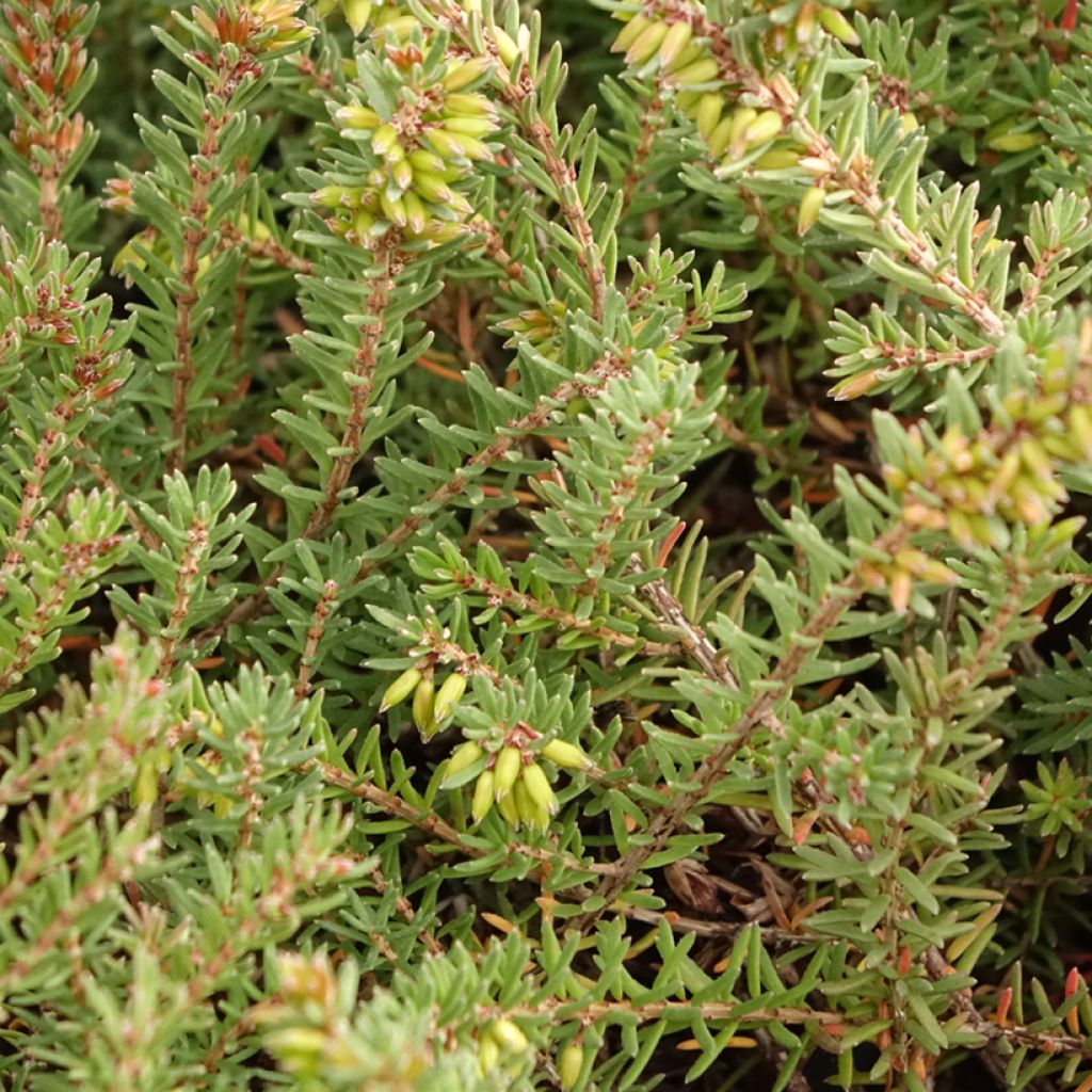 Erica darleyensis Tyann - Bruyère d'hiver