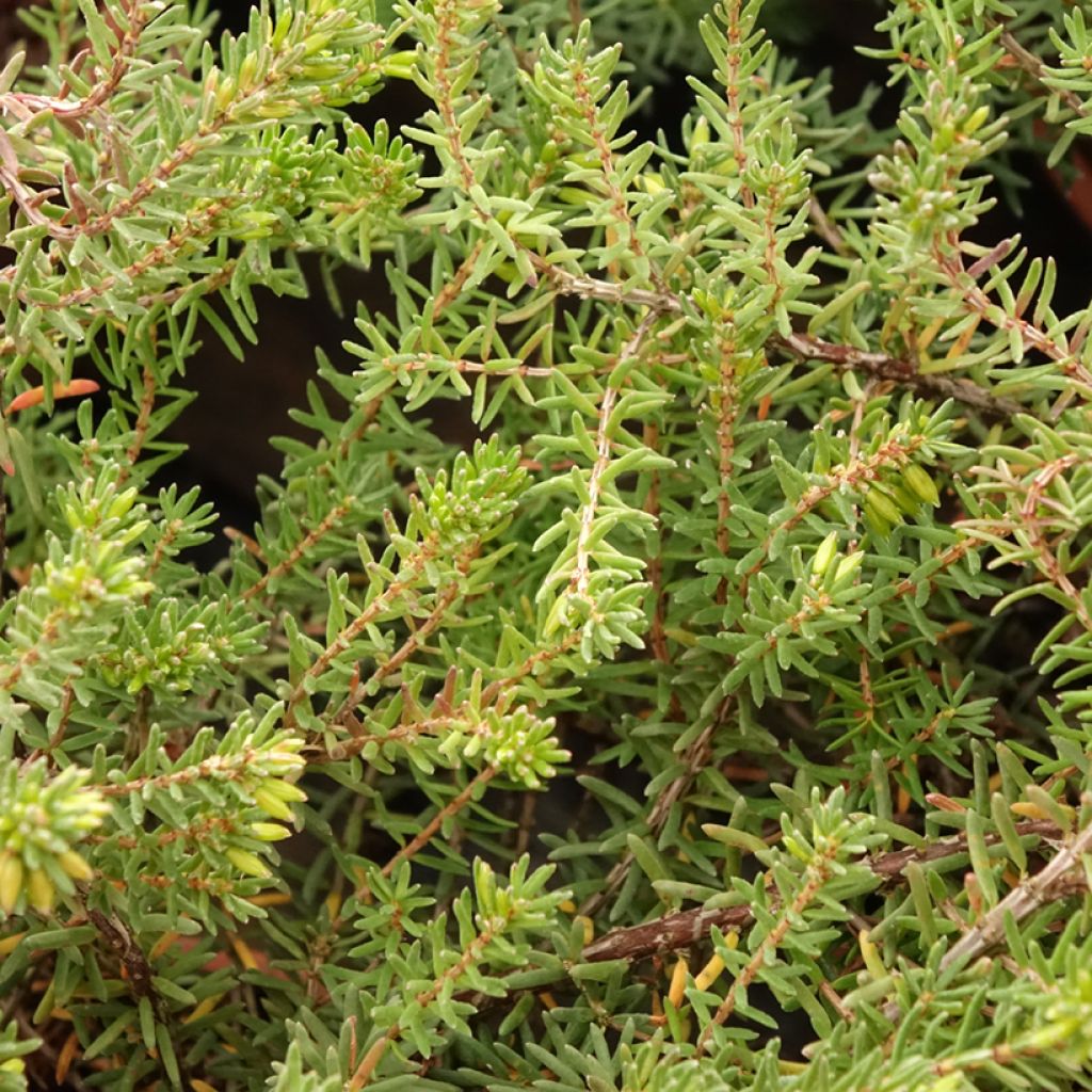 Erica darleyensis Tyann - Bruyère d'hiver