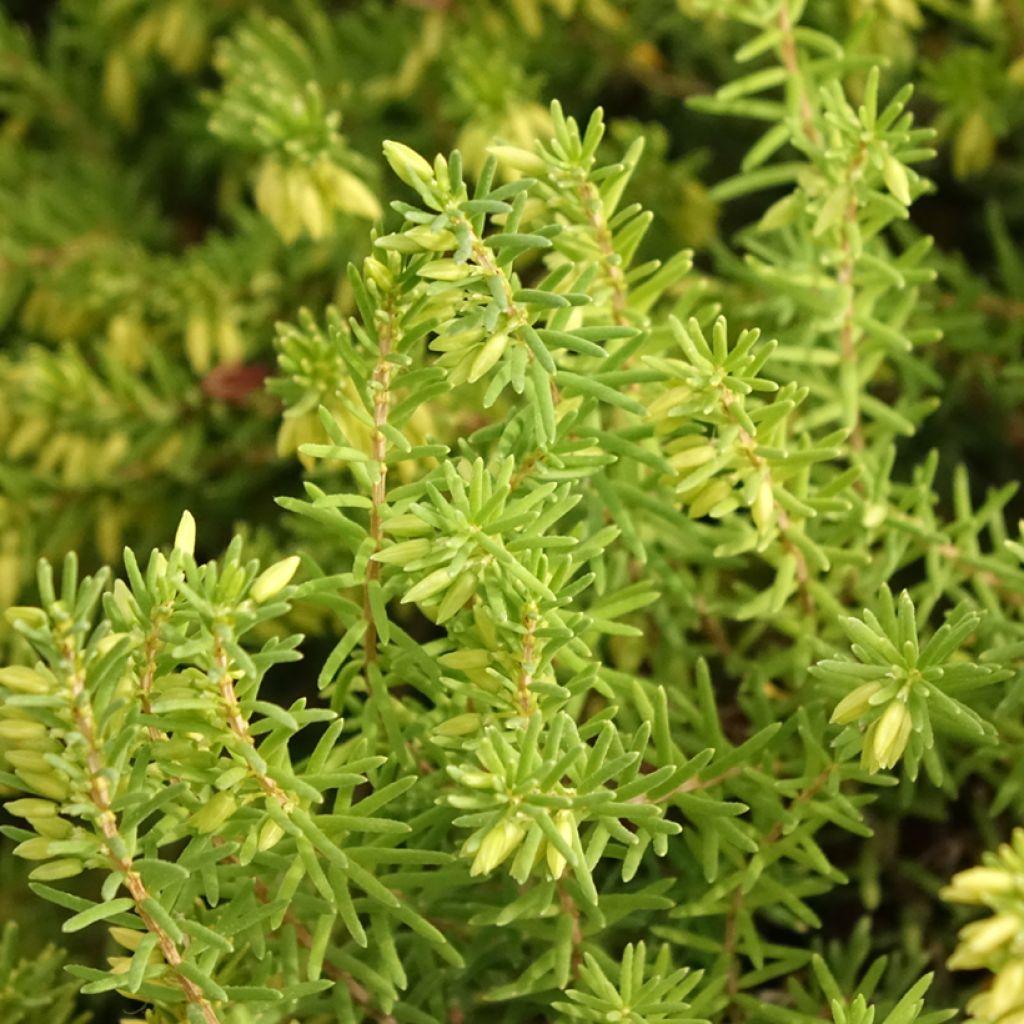Erica darleyensis White Glow - Bruyère d'hiver