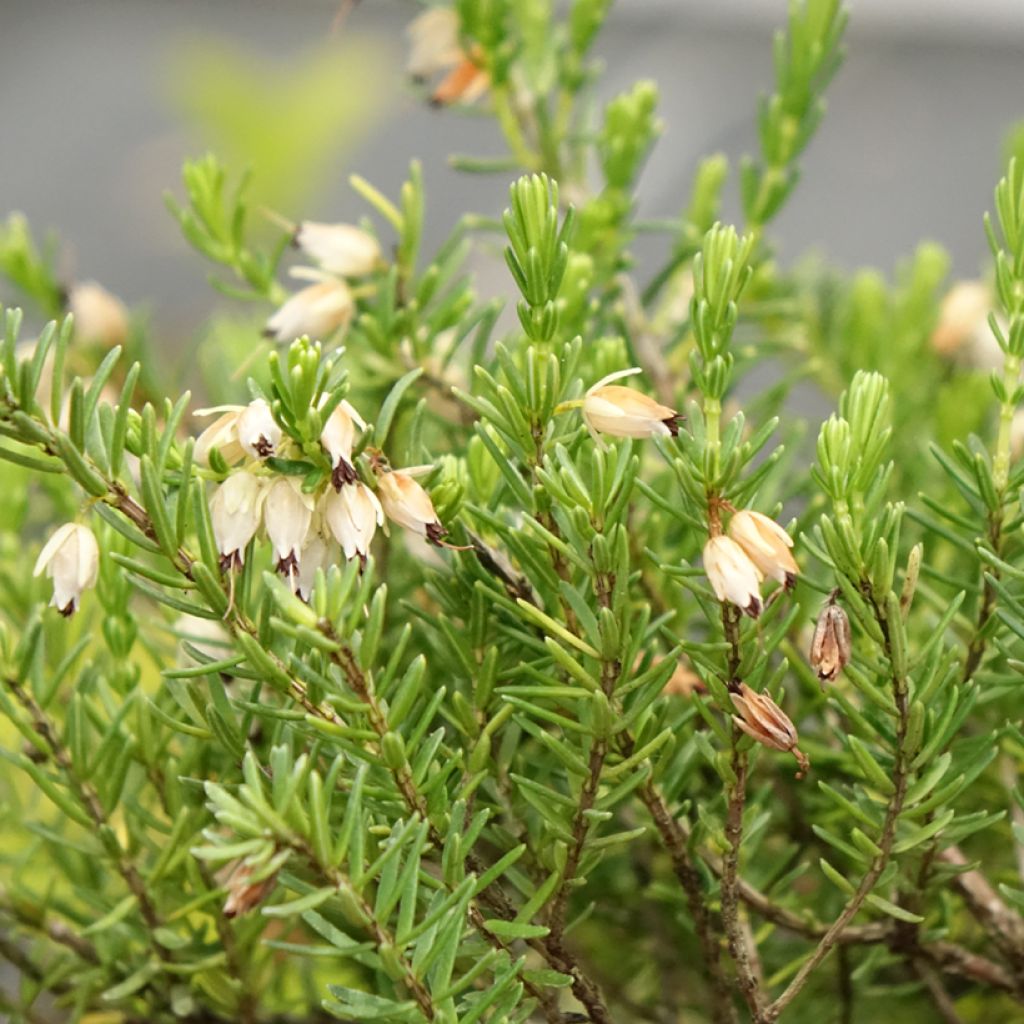 Erica darleyensis White Glow - Bruyère d'hiver
