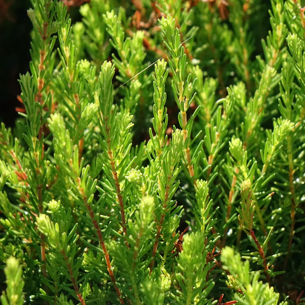 Erica x darleyensis Spring Surprise, bruyère