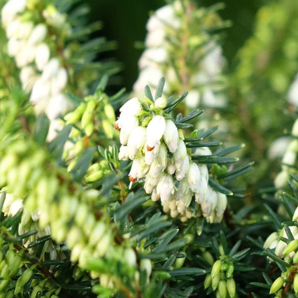 Erica x darleyensis Winter Belles Katia - Bruyère d'hiver